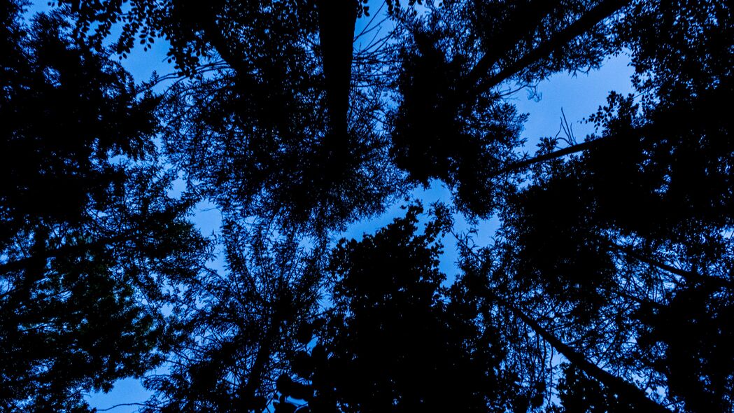 棵树 仰视图 剪影 天空 4k壁纸 3840x2160