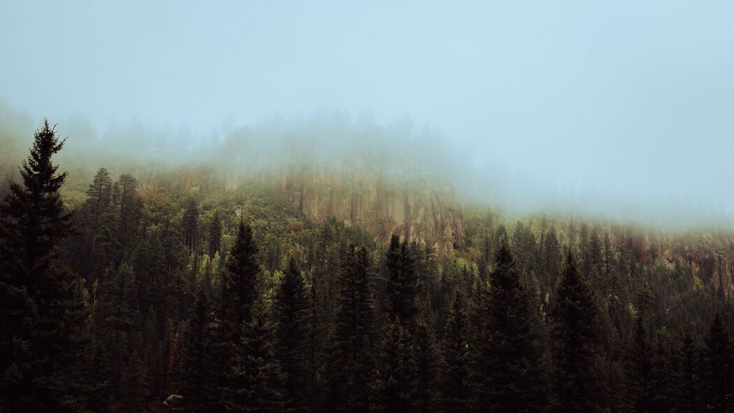 云杉 森林 雾 树木 天空 4k壁纸 3840x2160