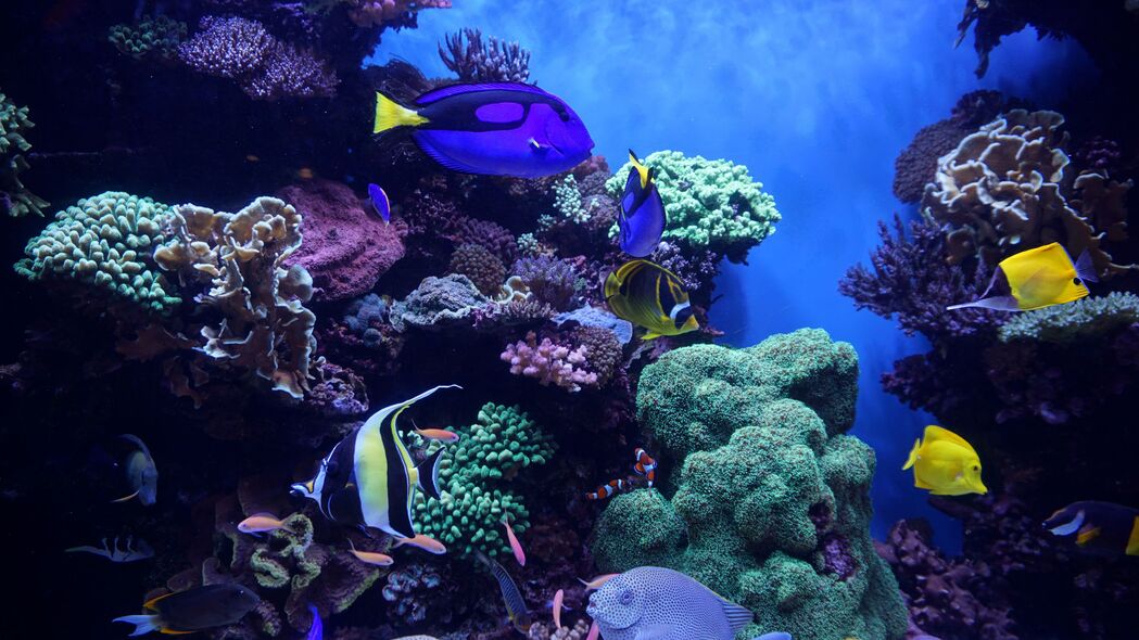 水族馆 鱼 藻类 珊瑚礁 4k壁纸 3840x2160