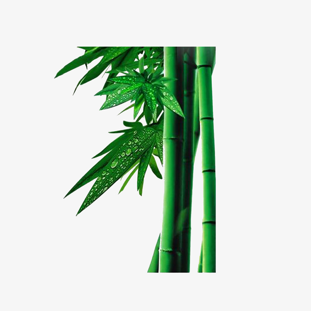 绿色植物竹子（1500x1500）