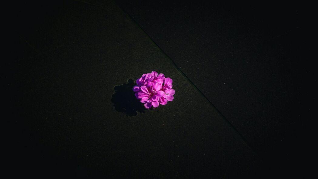 花 紫色 花瓣 水 4k壁纸 3840x2160