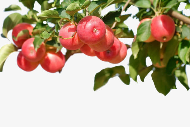 手绘3d水果3D 树上的苹果