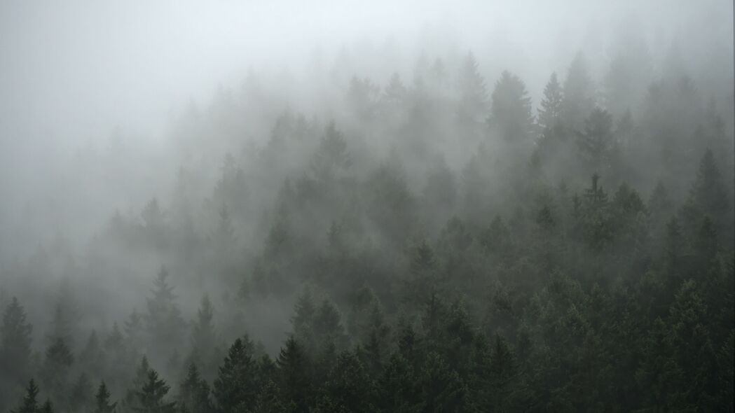 森林 树木 雾 云 4k壁纸 3840x2160