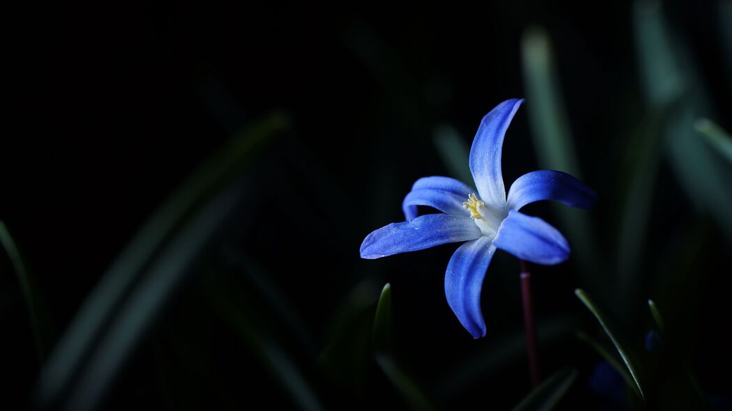 花朵 微距 蓝色 花朵 4k壁纸 3840x2160