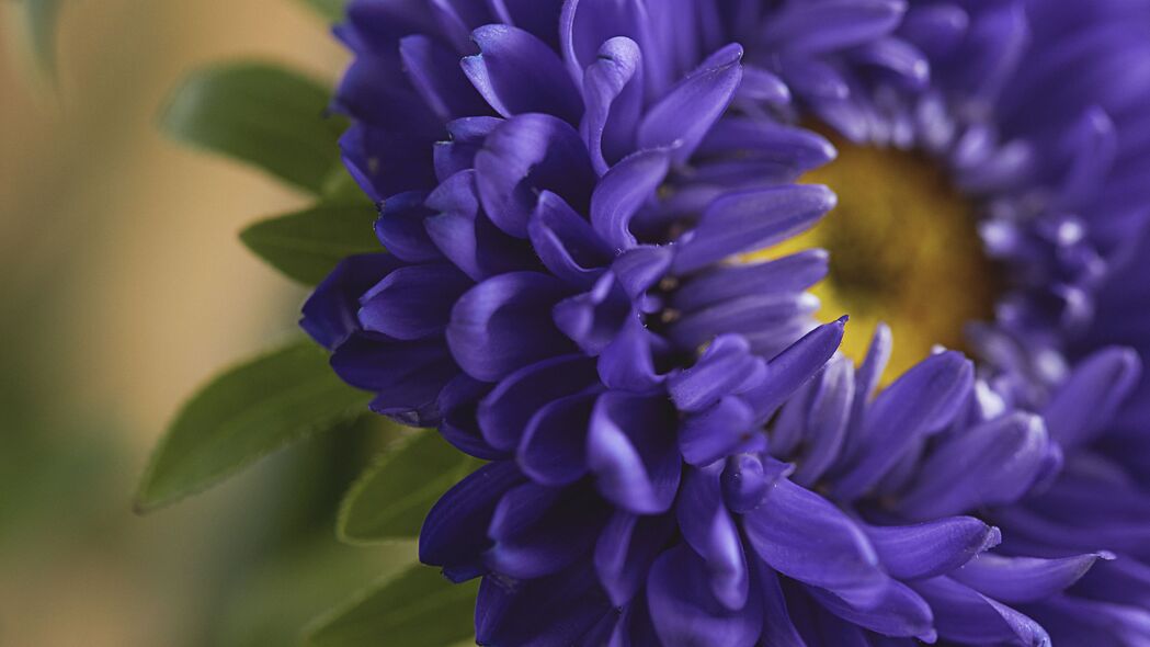 花瓣 花朵 微距 蓝色 4k壁纸 3840x2160