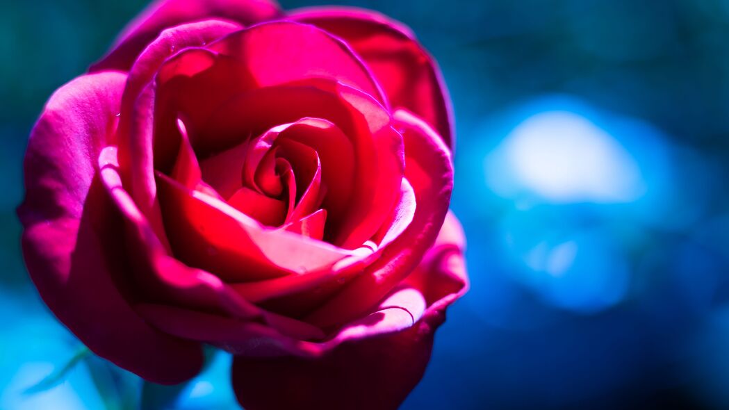 玫瑰 花朵 微距 粉红色 4k壁纸 3840x2160