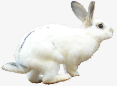 春天野外白色兔子
