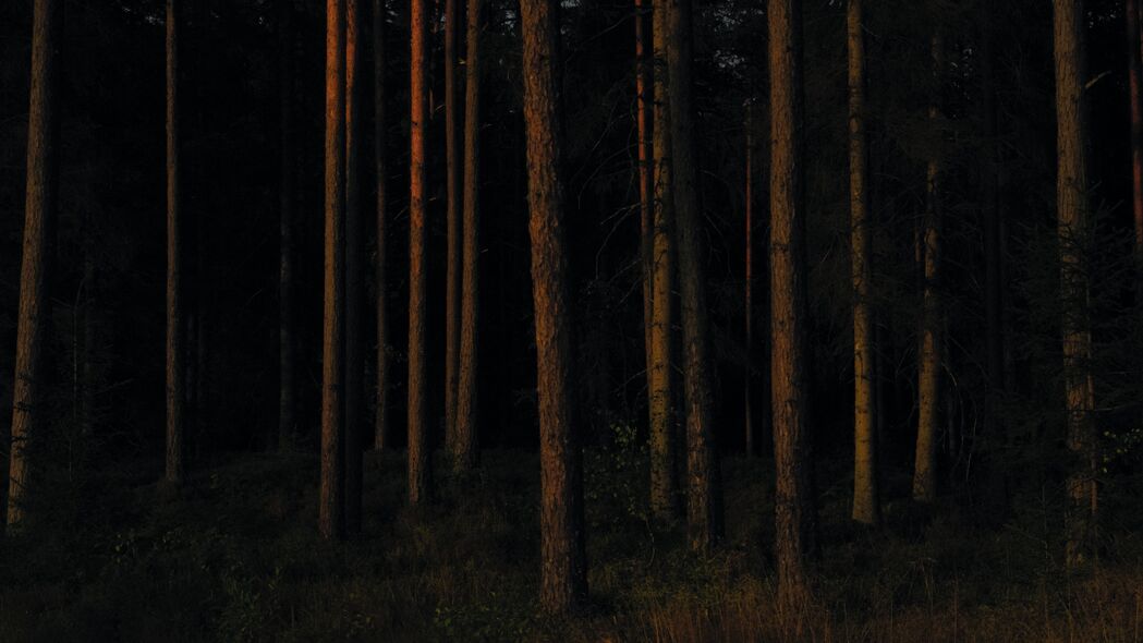 森林 树木 松树 深色 4k壁纸 3840x2160
