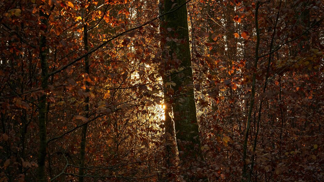 森林 树木 树枝 树叶 光线 阳光 4k壁纸 3840x2160