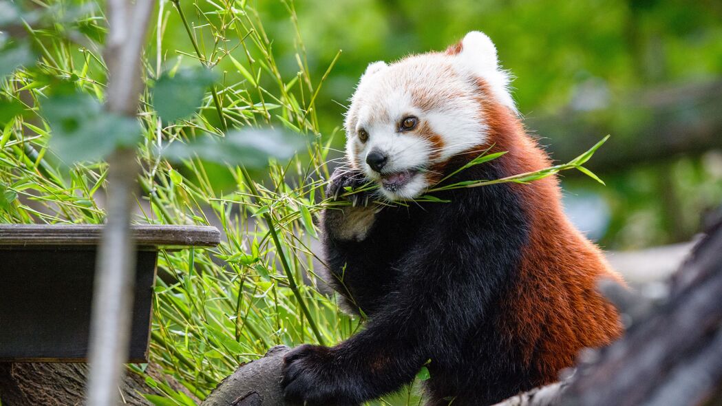红熊猫 熊猫 竹子 有趣 树 4k壁纸 3840x2160