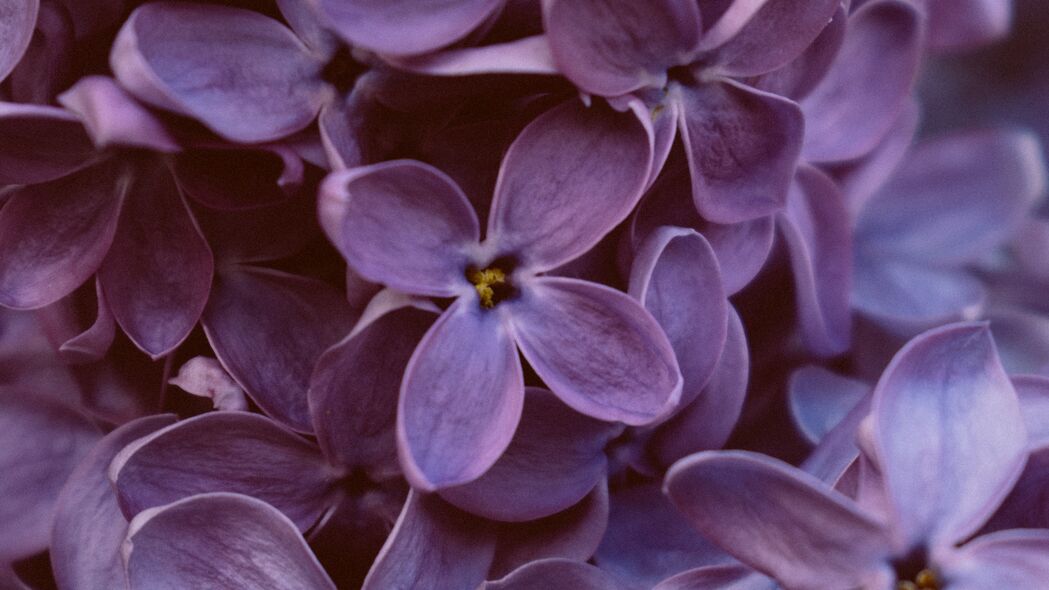 淡紫色 花朵 宏 绽放 紫色 4k壁纸 3840x2160