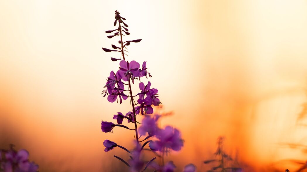 花 花瓣 紫色 焦点 日落 模糊 4k壁纸 3840x2160