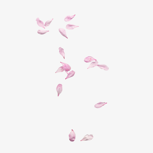漂浮粉色花瓣