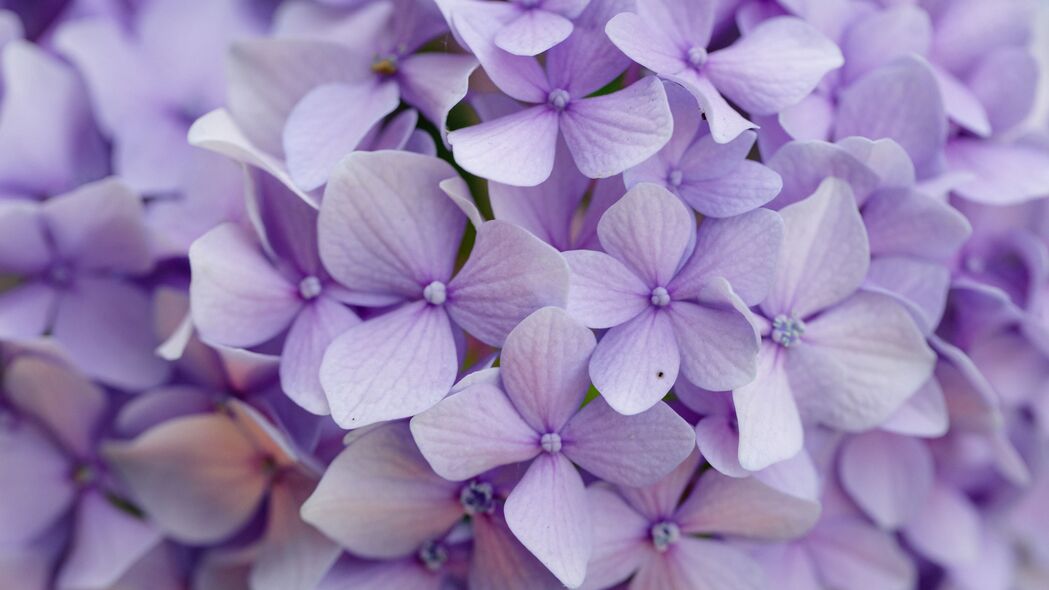 绣球花 花朵 花瓣 紫色 宏观 4k壁纸 3840x2160