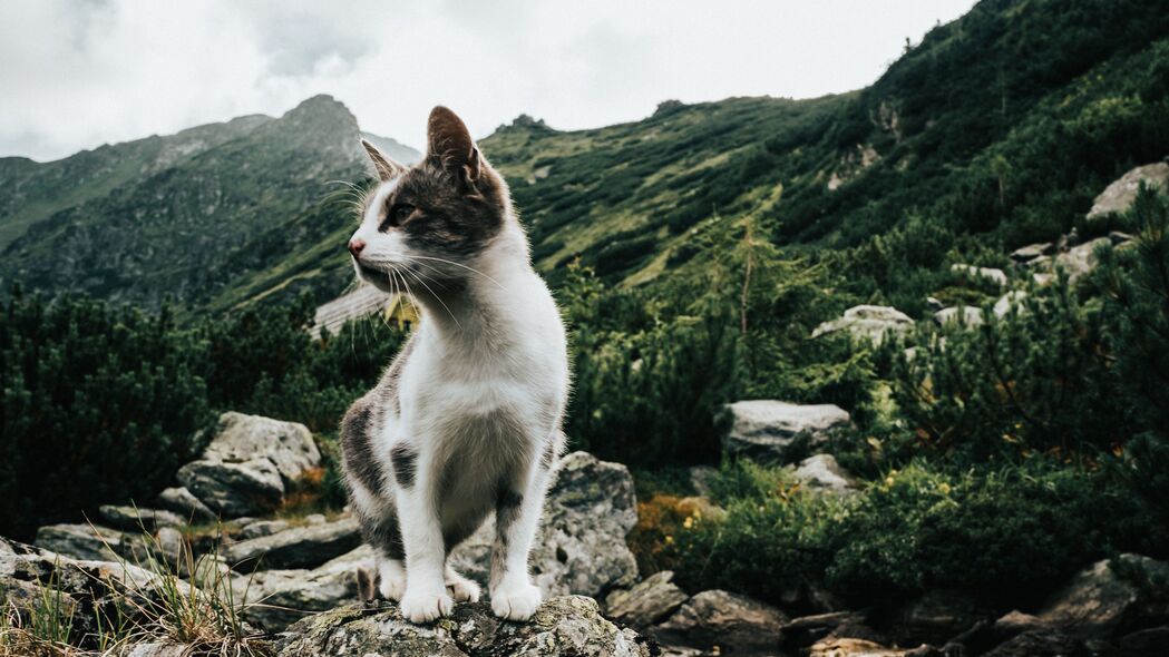 小猫 宠物 岩石 山脉 天空 4k壁纸 3840x2160