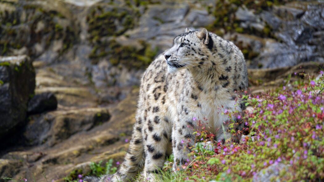 雪豹 大猫 捕食者 岩石 花朵 4k壁纸 3840x2160