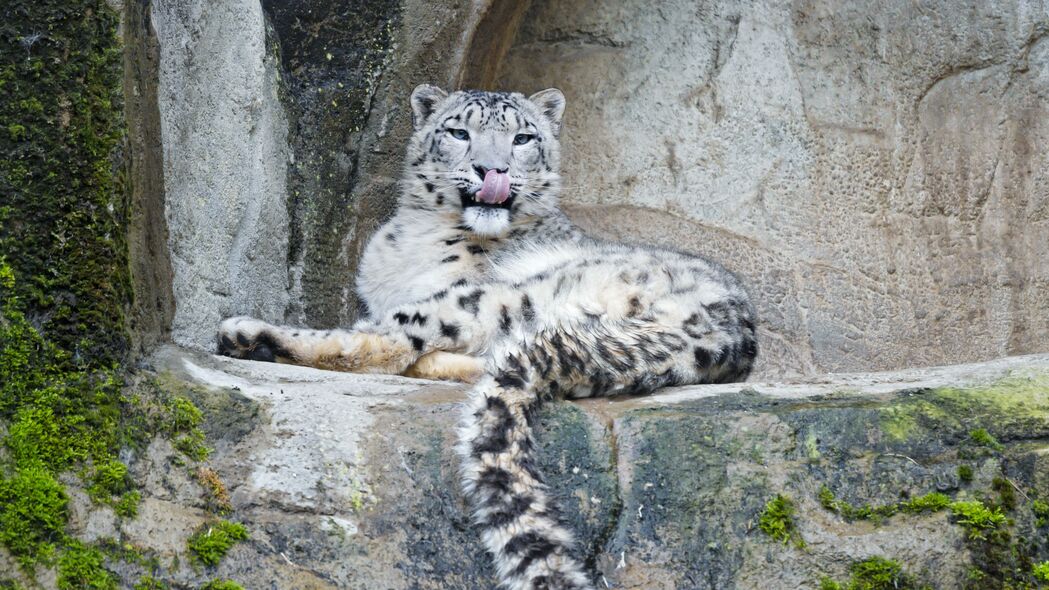 雪豹 捕食者 大猫 突出的舌头 石头 4k壁纸 3840x2160