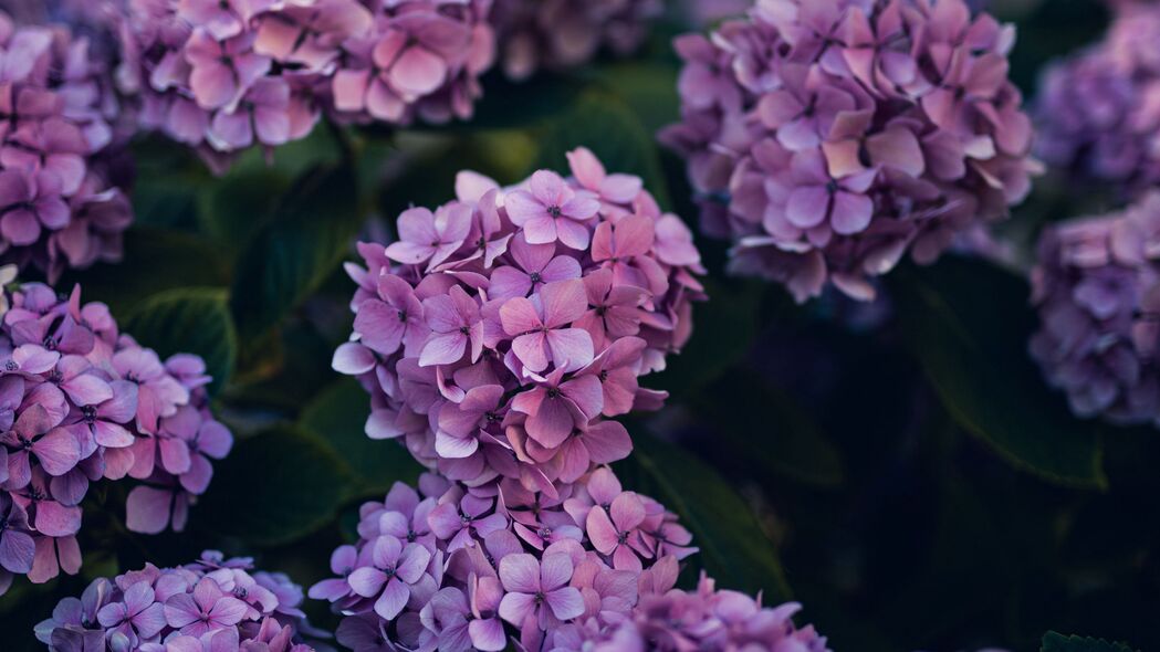 绣球花 花 灌木 树叶 紫色 4k壁纸 3840x2160