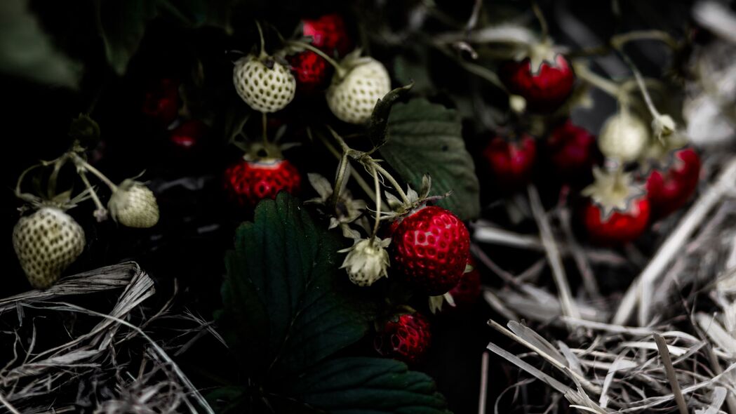 野生草莓 浆果 树叶 宏观 4k壁纸 3840x2160
