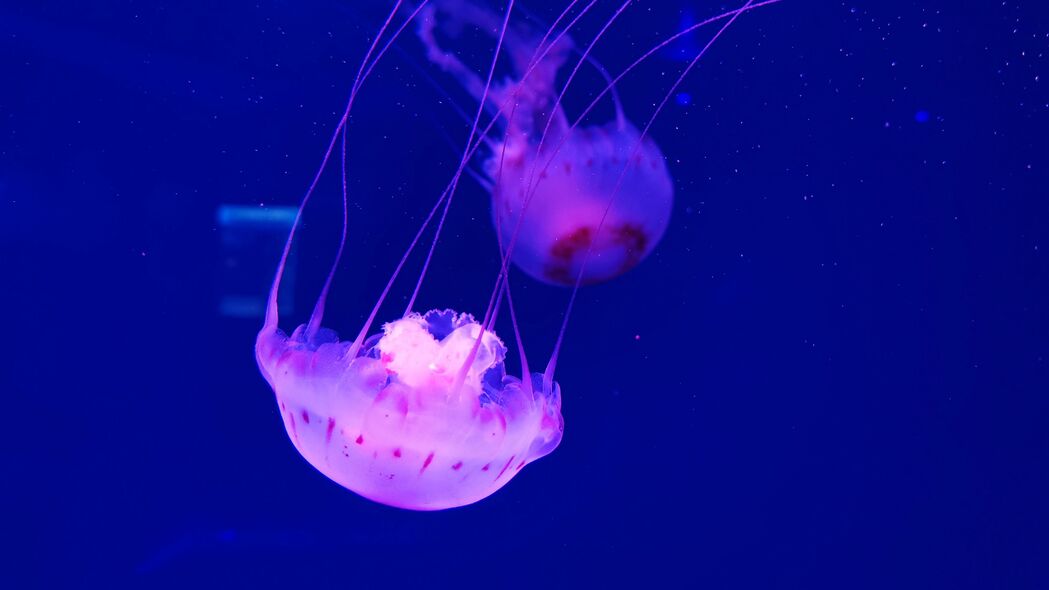 水母 触手 美丽 水下世界 水上 4k壁纸 3840x2160