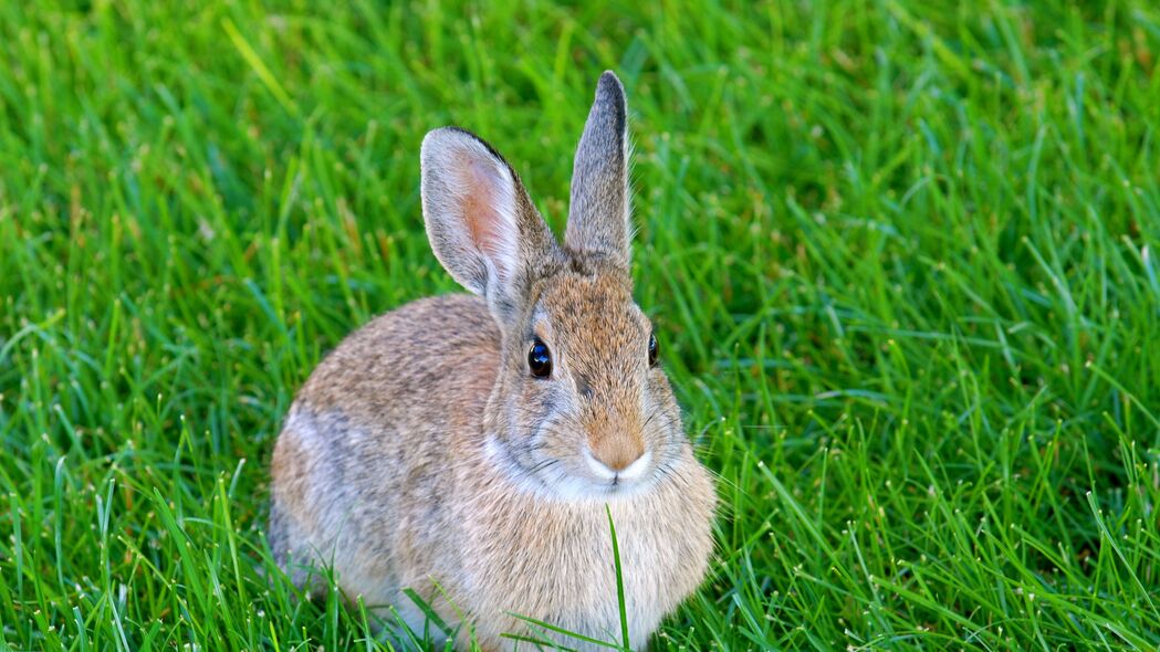 兔子 兔子 动物 草 4k壁纸 3840x2160