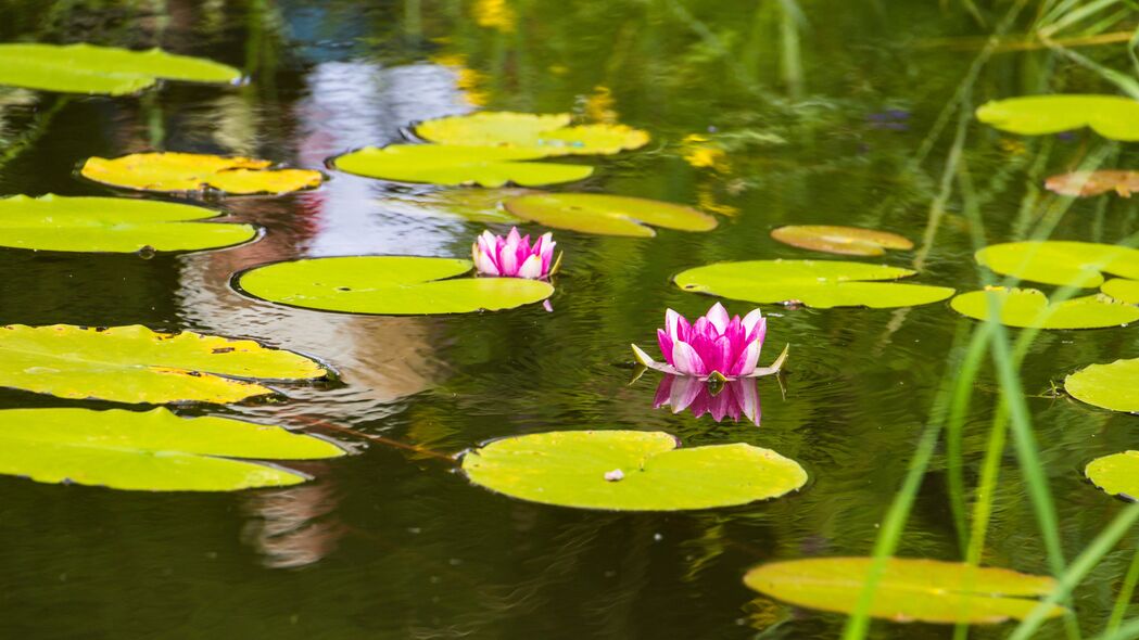 绝美莲花叶片花朵水景，超清4K壁纸，3840x2160高清大图，一键下载