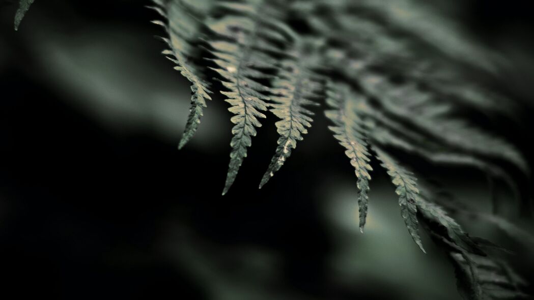 蕨类植物 微距 叶子 焦点 4k壁纸 3840x2160