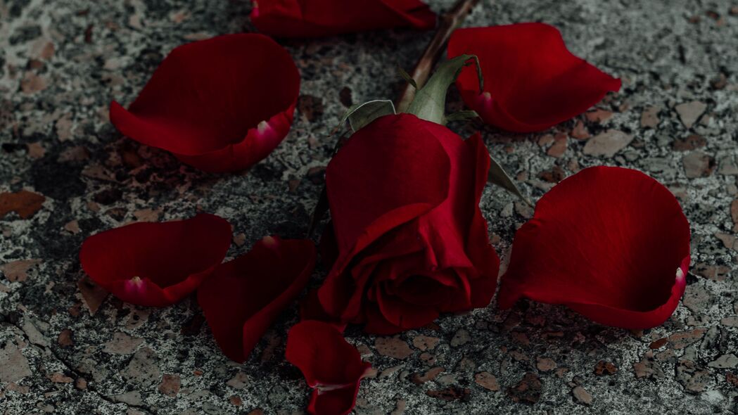 玫瑰 花 花瓣 红色 表面 4k壁纸 3840x2160