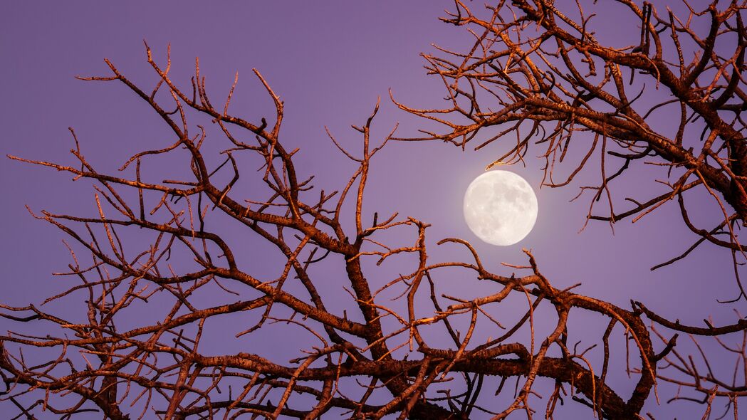 月亮 树枝 树 晚上 天空 4k壁纸 3840x2160