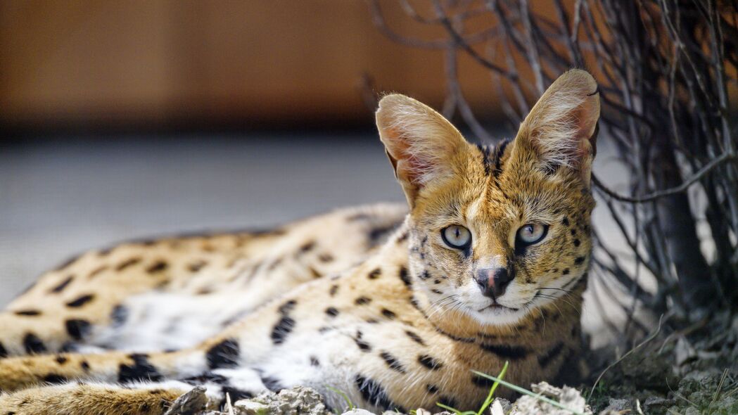  serval 野猫 斑点 捕食者 浏览 4k壁纸 3840x2160