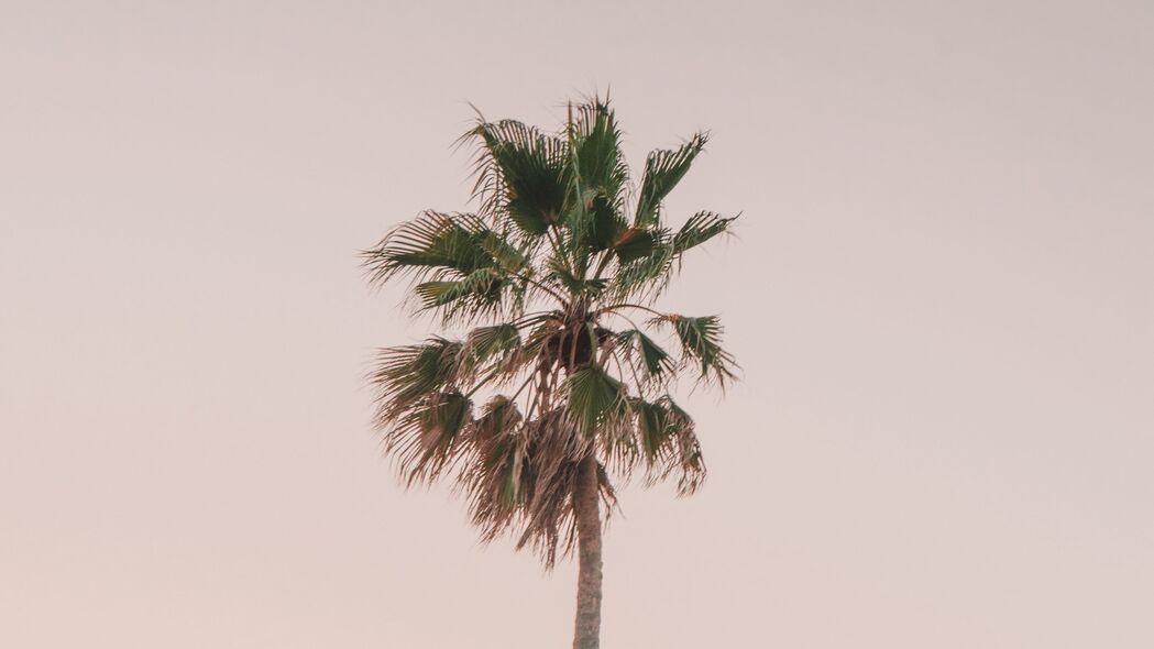 棕榈树 树 极简主义 天空 4k壁纸 3840x2160