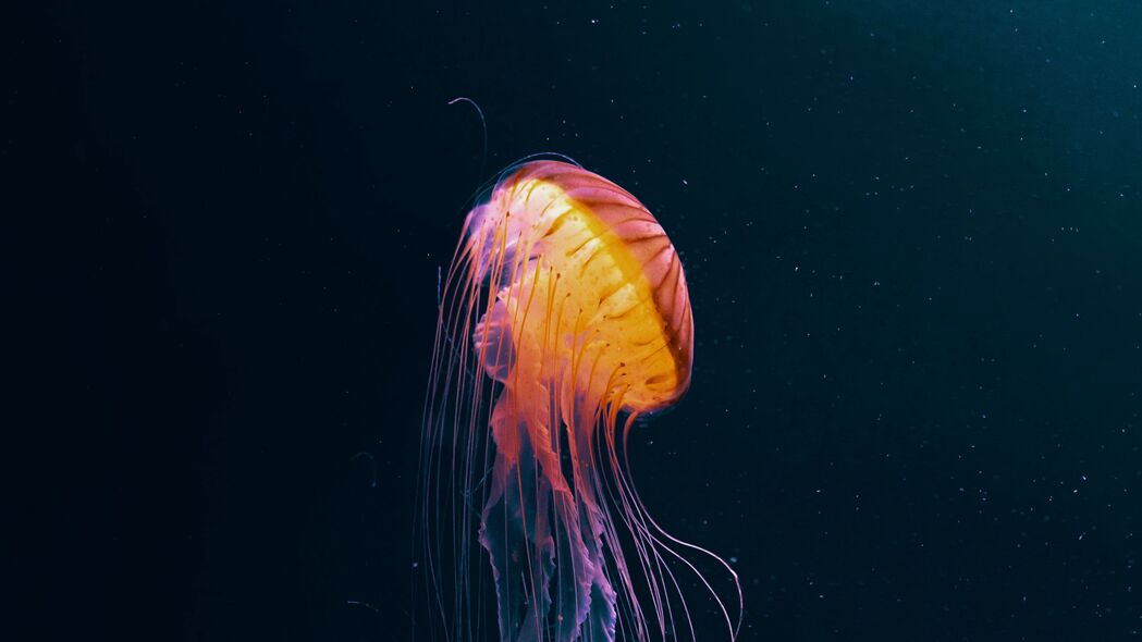 水母 触手 水下世界 动物 深色 4k壁纸 3840x2160