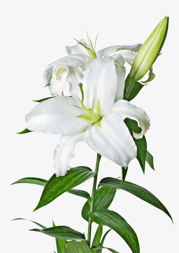 百合花 三朵鲜花 白色 花朵