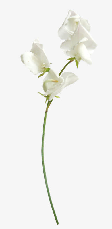 植物花草花白色花朵