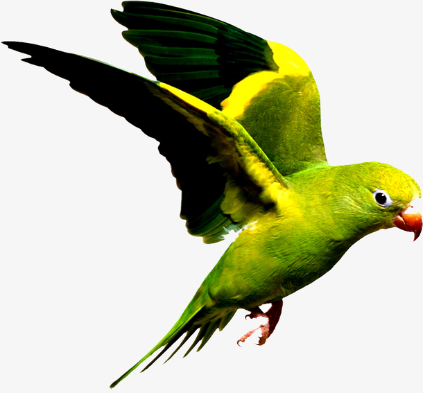 绿色鹦鹉
