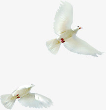 白色和平鸽飞翔在空中