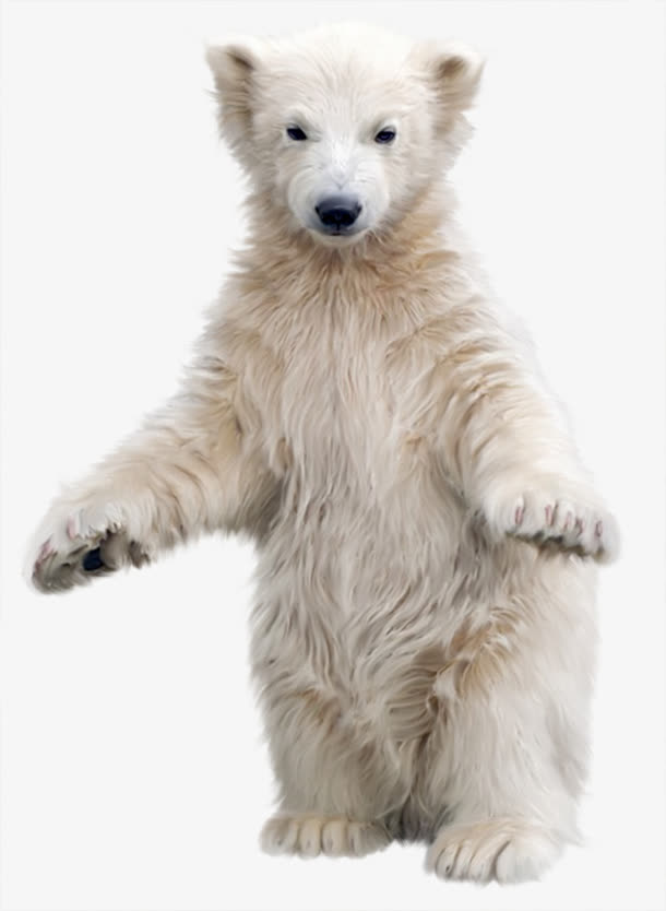 张开怀抱的北极熊