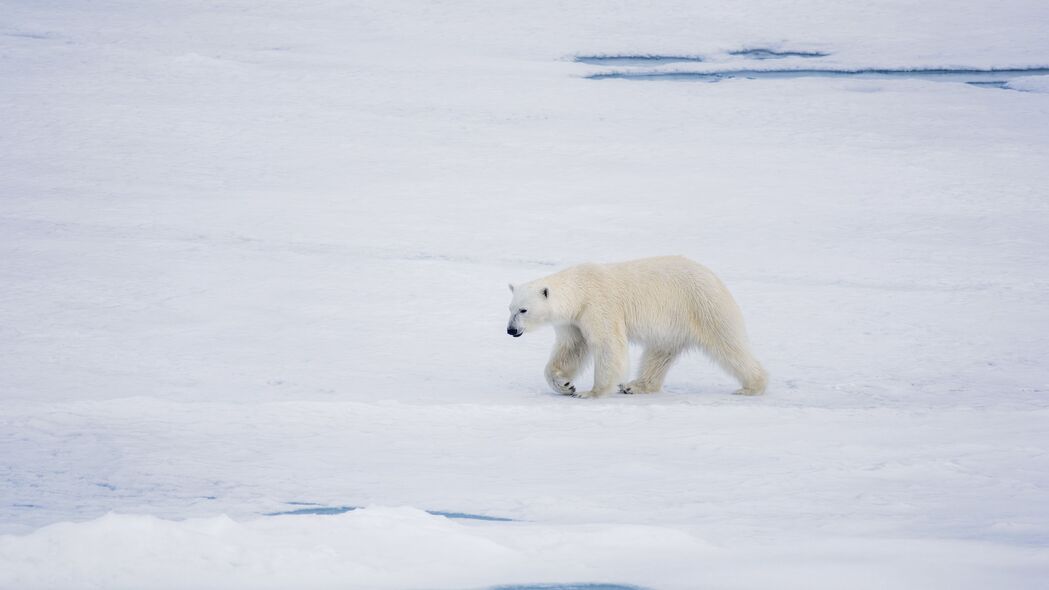 北极熊 熊 捕食者 冰 雪 4k壁纸 3840x2160