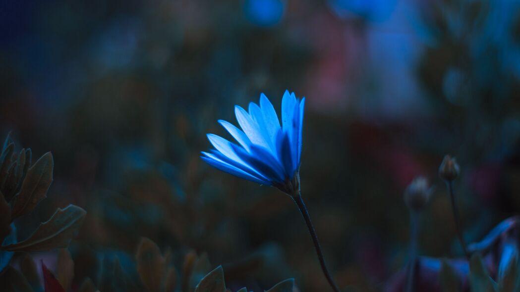 花朵 花瓣 微距 蓝色 4k壁纸 3840x2160