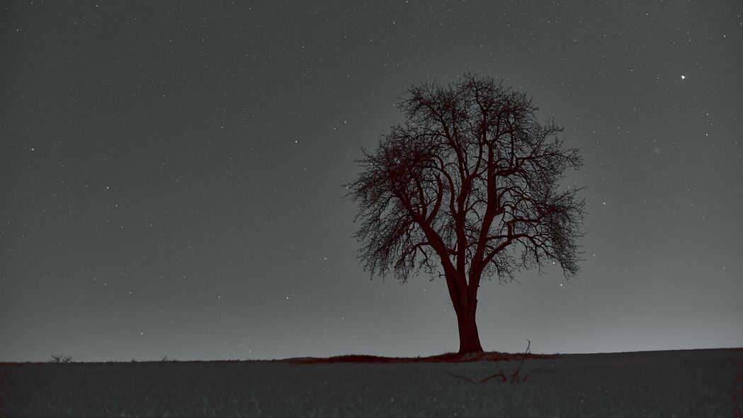 树 树枝 星空 星星 夜晚 地平线 4k壁纸 3840x2160