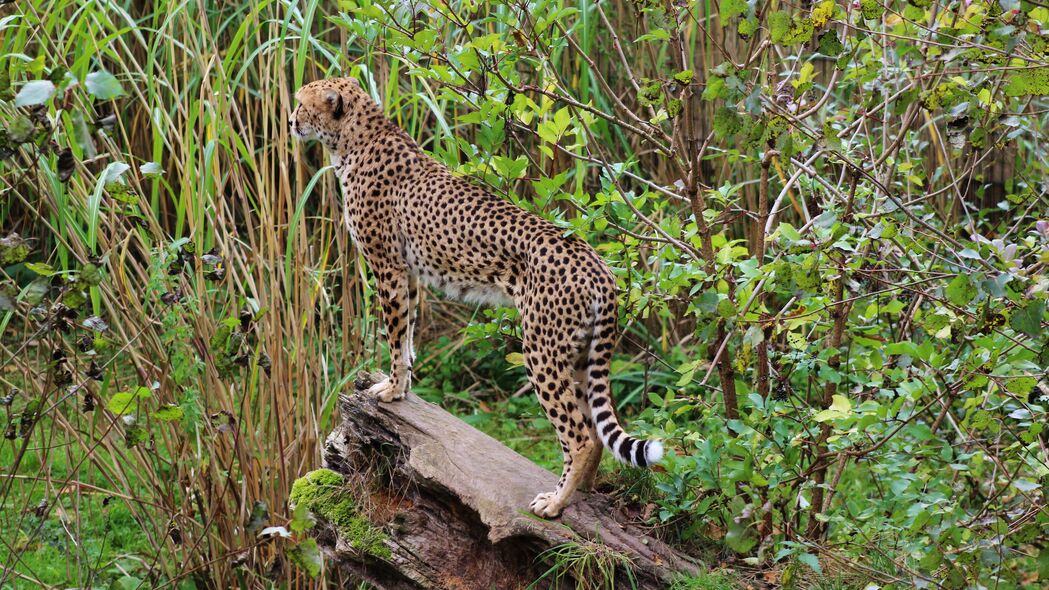 豹子 大猫 斑点 捕食者 4k壁纸 3840x2160