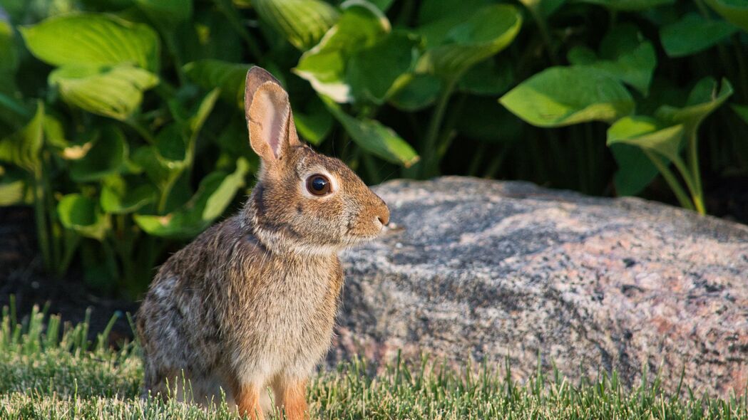 兔子 动物 个人资料 耳朵 4k壁纸 3840x2160