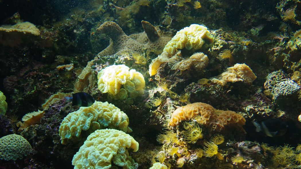珊瑚 藻类 水 水下世界 4k壁纸 3840x2160