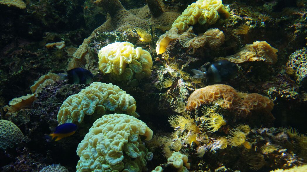 鱼 珊瑚 藻类 水族馆 4k壁纸 3840x2160