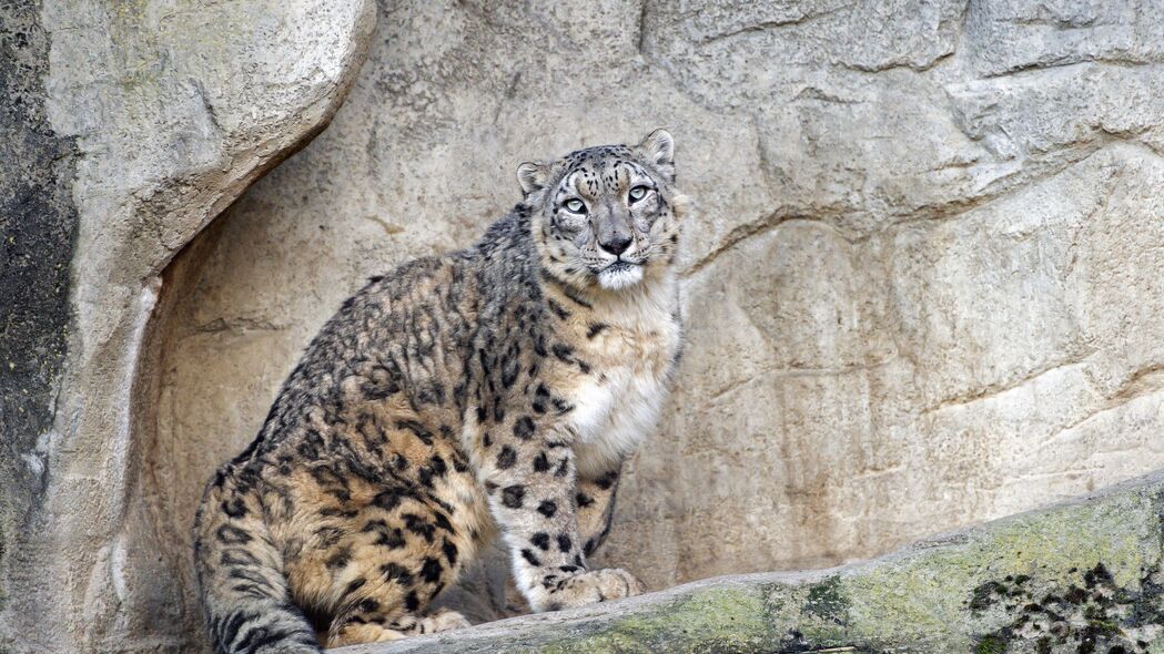 雪豹 捕食者 大猫 斑点 岩石 4k壁纸 3840x2160