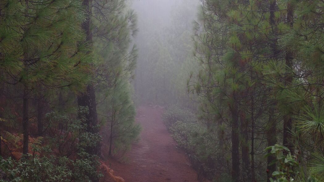 路 森林 雾 树 4k壁纸 3840x2160