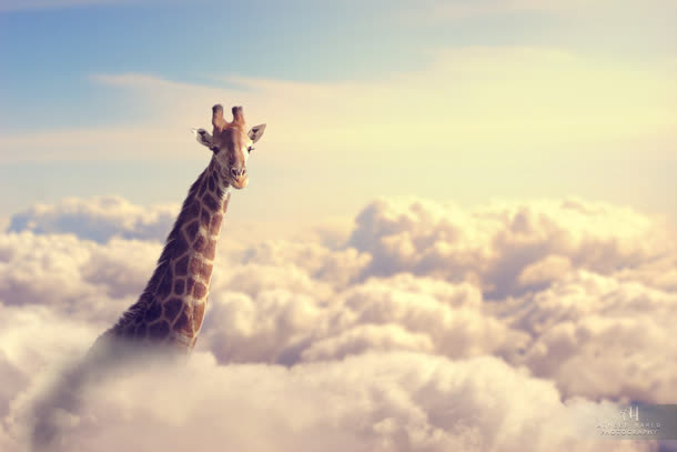 云层中的长颈鹿头海报背景