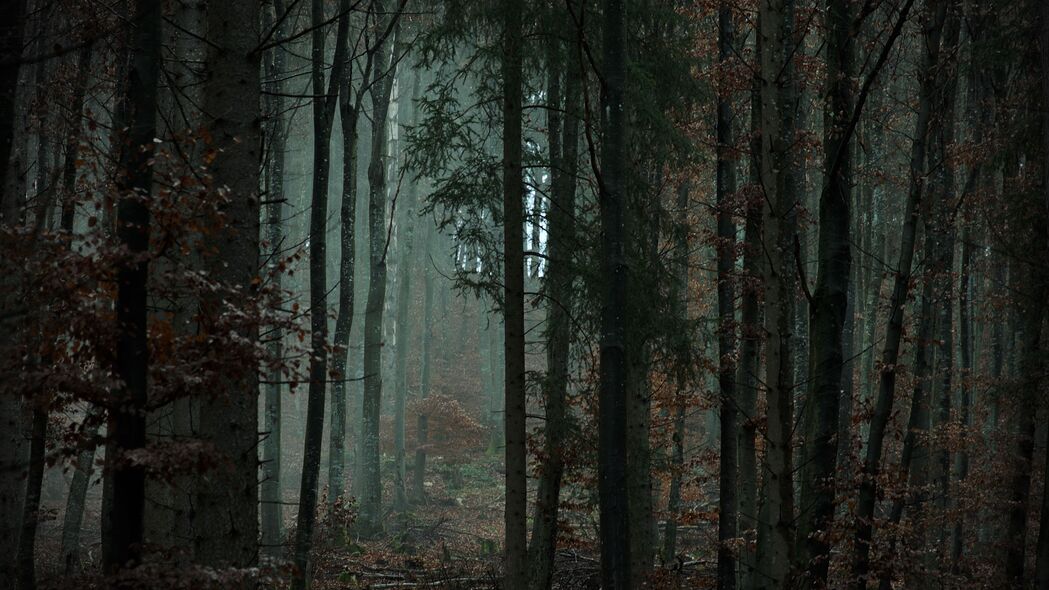 森林 树木 雾 昏暗 4k壁纸 3840x2160