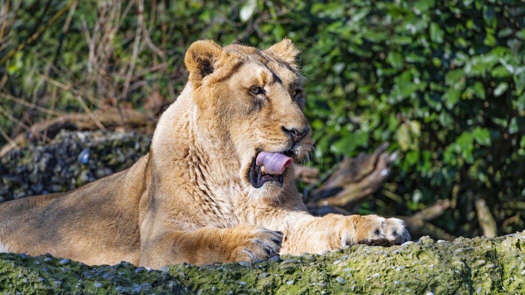 母狮 大猫 捕食者 突出的舌头 4k壁纸 3840x2160