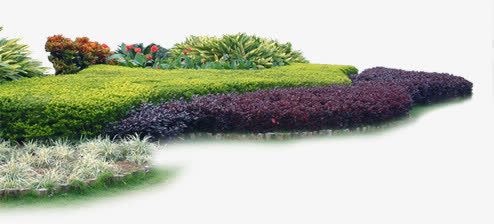 花园的花坛草本植物高清摄影